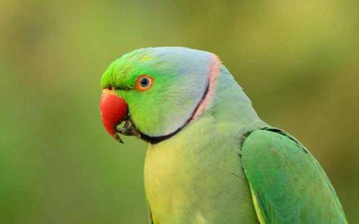 কুয়েতে পোষা টিয়া! ধরিয়ে দিল গৃহকর্তার পরকীয়া