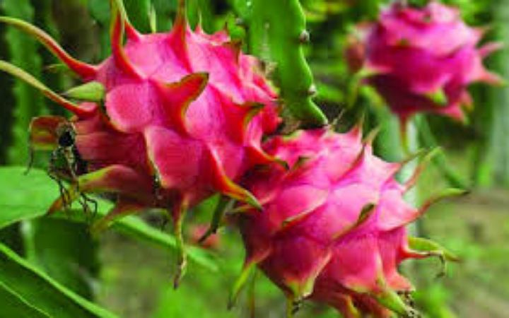 জানেন কী পার্শ্বপ্রতিক্রিয়াগুলোর ব্যাপারে