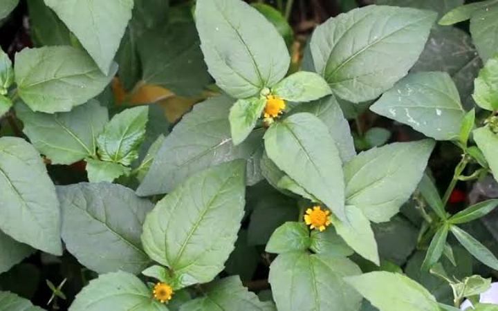 পুষ্টি ও ঔষধি গুনে ভরপুর উষনি শাক