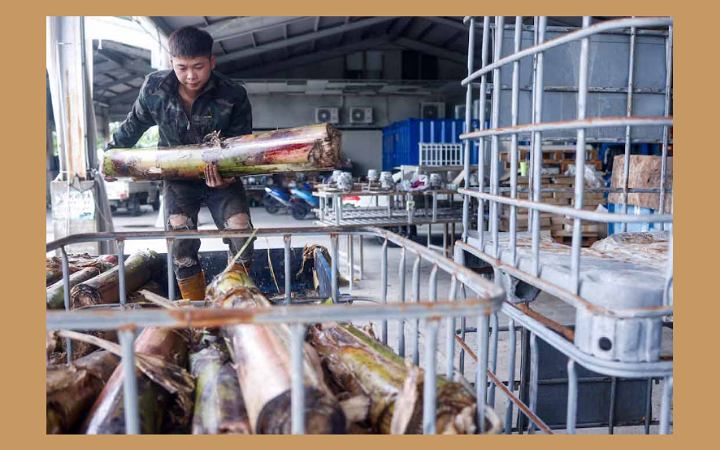 কলা গাছের আঁশ দিয়ে কাপড় বানিয়ে তাক লাগাচ্ছে তাইওয়ান