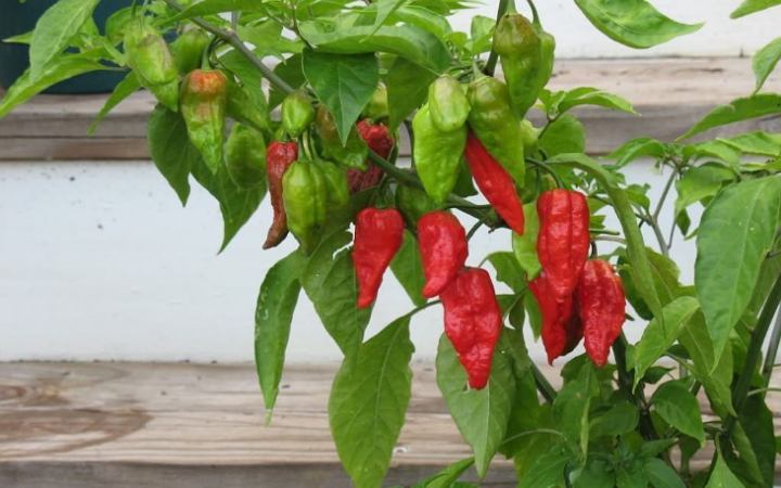 জানেন কী বোম্বাই মরিচের পুষ্টি গুণ  সর্ম্পকে