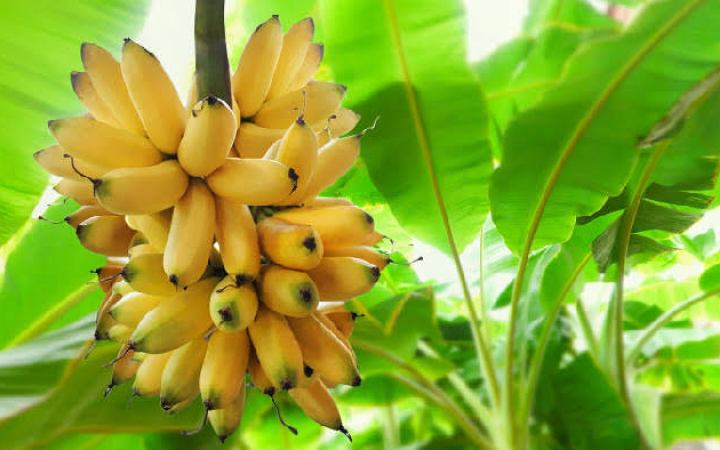 ওজন নিয়ন্ত্রণে কলা কখন খাবেন