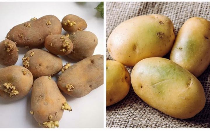 গাছ গজানো ও সবুজ দাগযুক্ত আলু খাওয়া কি নিরাপদ?