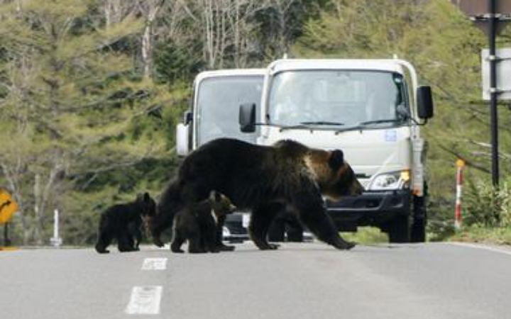 জাপানে ভাল্লুকের ভয়াবহ হামলা: সামরিক সহায়তা চাইলেন গভর্নর