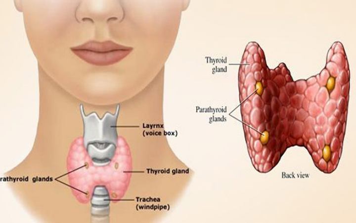যে কারনে বাড়ছে তরুণদের থাইরয়েড, যেভাবে মেটাবেন আয়োডিনের ঘাটতি