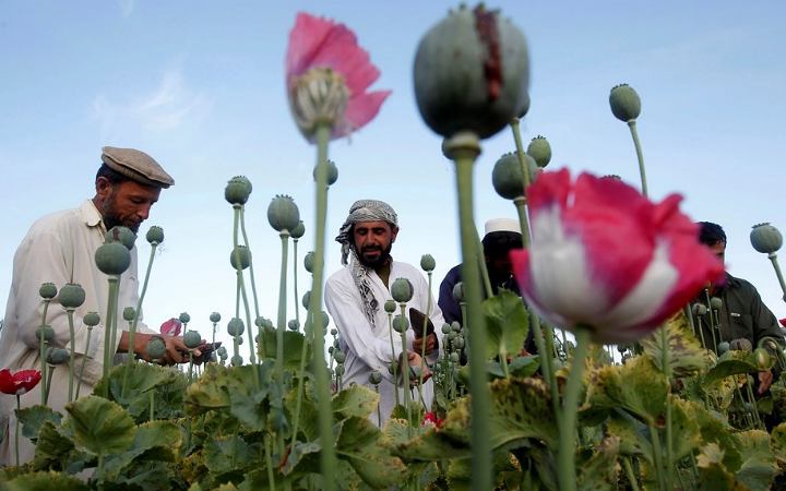আফগানিস্তানে বিস্ময়করভাবে কমেছে আফিম চাষ: জাতিসংঘ