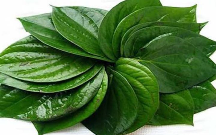 জেনে নিন পান পাতার গুণাগুণ সম্পর্কে
