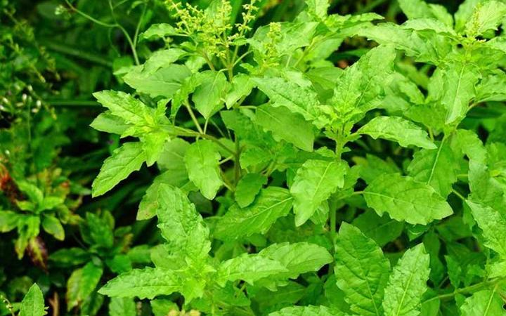 তুলসীপাতার গুণাগুণ