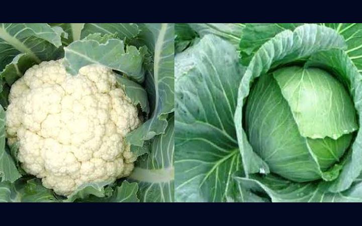 পুষ্টিগুনে কে সেরা ফুলকপি নাকি বাঁধাকপি