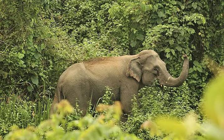 নাইক্ষ্যংছড়িতে বন্যহাতির আক্রমণে রাবার শ্রমিক নিহত
