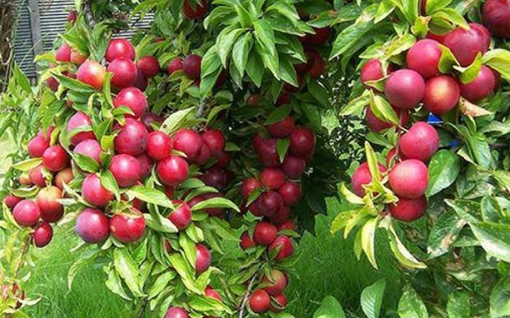 জেনে নিন আলোবোখারার উপকারিতা