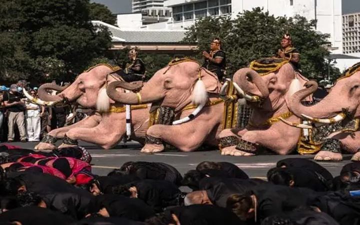 থাইল্যান্ডের প্রয়াত রানিকে শ্রদ্ধা জানাতে গোলাপি রঙের হাতি