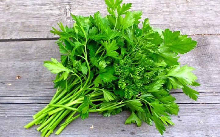 জেনে নিন শীতকালে ধনে পাতা তাজা রাখার উপায়