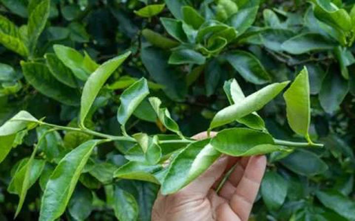 জেনে নিন খুশকির সমস্যা দূর করতে লেবু পাতার ব্যবহার