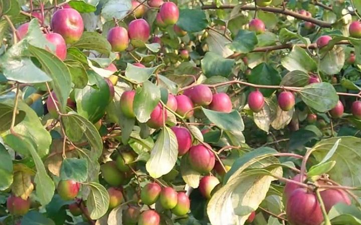 জেনে নিন বরই' র পুষ্টিগুণ