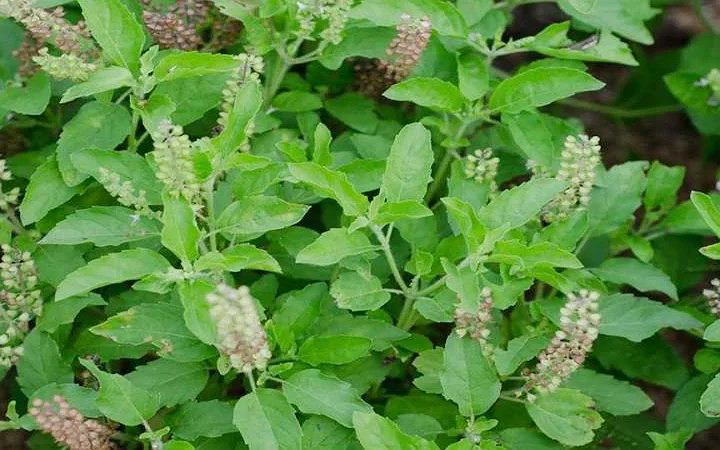 শীতে তুলসী পাতার উপকারিতা