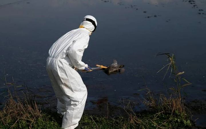 ইসরায়েলে বছরের শুরুতেই প্রাণঘাতী বার্ড ফ্লুর প্রাদুর্ভাব