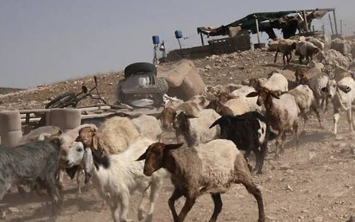সিরিয়া থেকে ছাগল চুরি করল ইসরায়েলি সেনারা