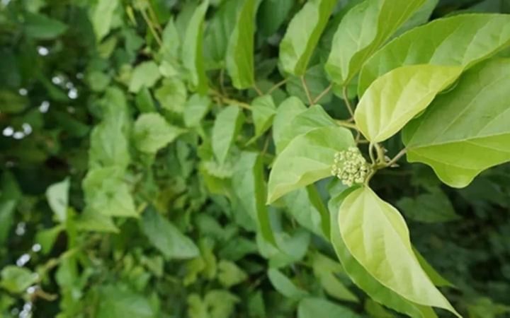 পাইলস উপশমে কার্যকর হতে পারে যে ভেষজ