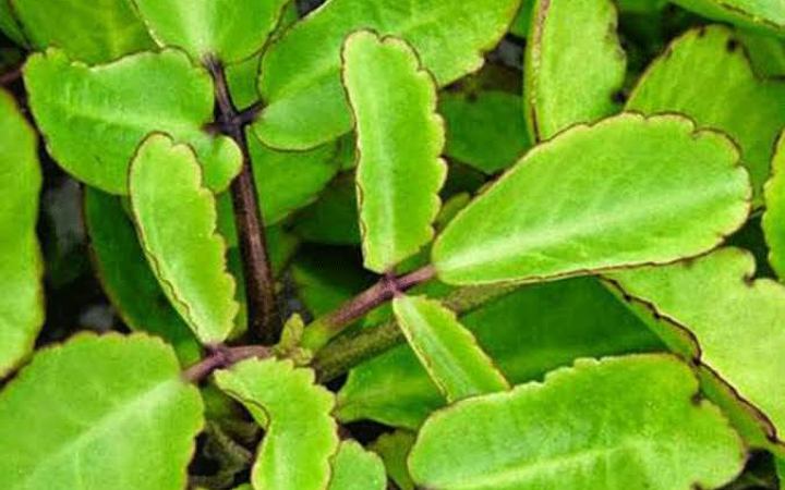 উচ্চ রক্তচাপ নিয়ন্ত্রণ করে যে পাতার রস