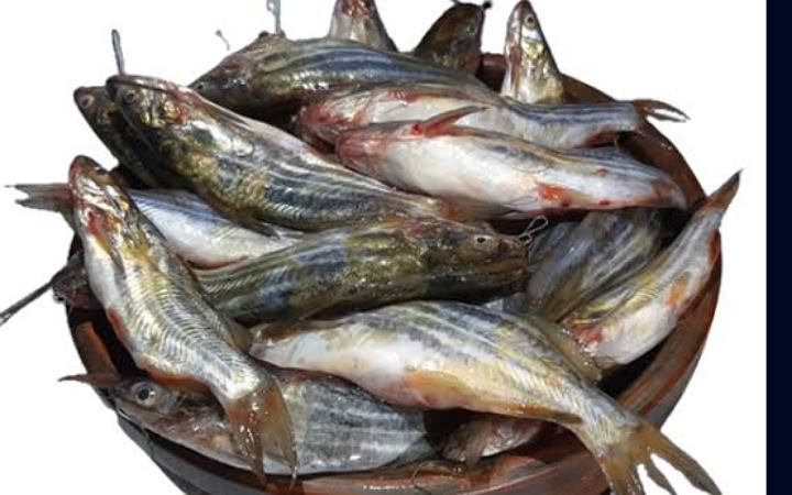 সুস্থ থাকতে খেতে পারেন ট্যাংরা মাছ