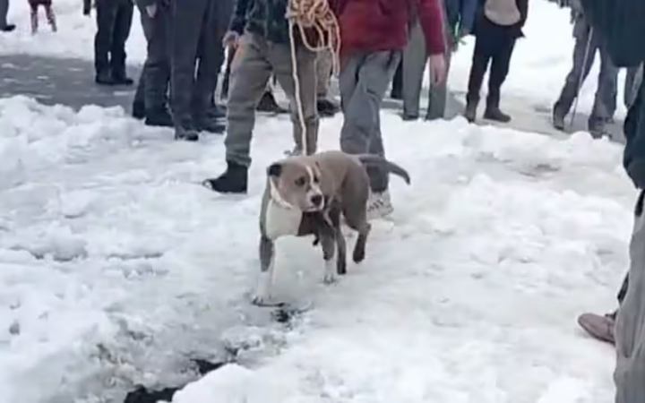 ভারতে বরফে চাপা পড়া মালিকের সঙ্গে টানা চারদিন না খেয়ে পাশে ছিল কুকুর