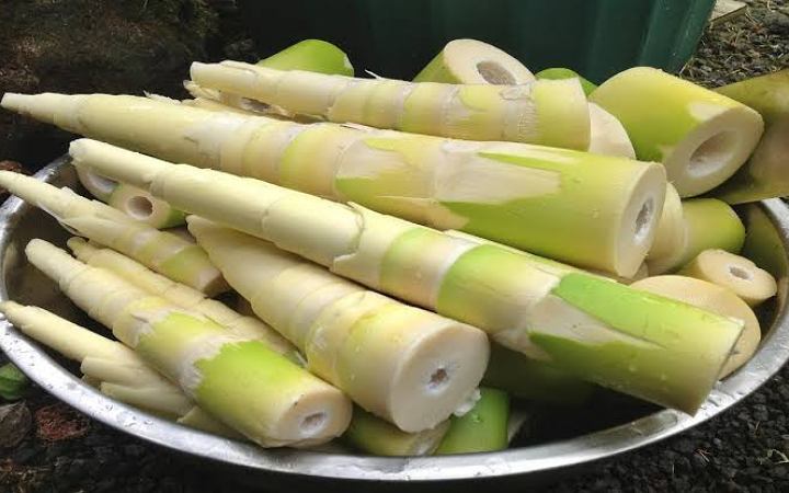 যে কারনে হঠাৎ গুরুত্ব পাচ্ছে বাঁশের কোঁড়