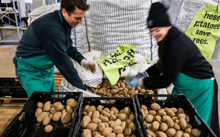 জার্মানিতে বিনামূল্যে আলু বিতরণের হিড়িক