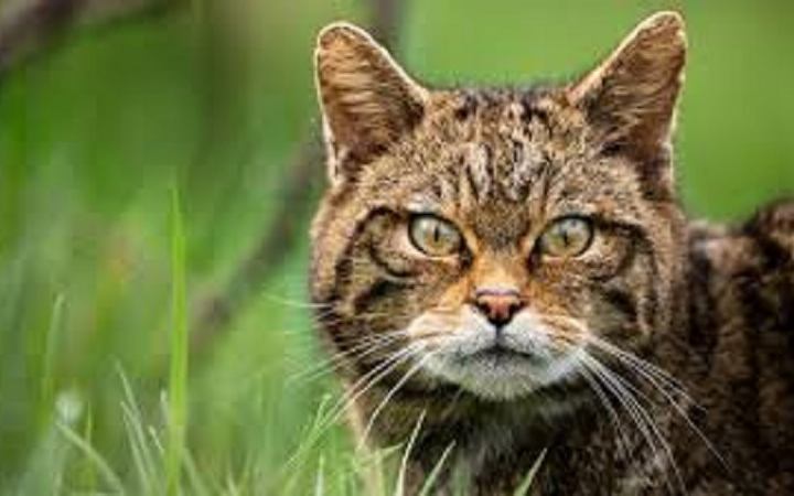 ২০৫০ সালের মধ্যে বিড়াল নির্মূলের পরিকল্পনা নিউজিল্যান্ডের