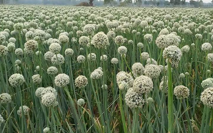 জেনে নিন পেঁয়াজকলি ফুল খেলে কী হয়