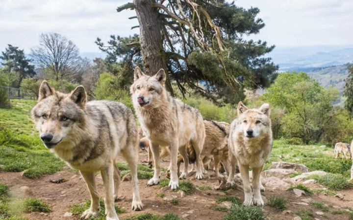 ২০০ নেকড়ে হত্যার অনুমতি দিলো ফ্রান্স