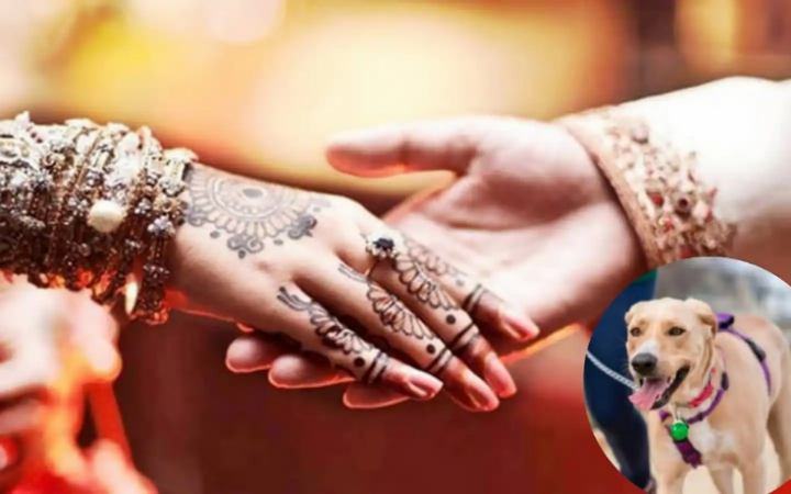 ভারতে কুকুর কে ঘিরে সংঘর্ষ, পন্ড হলো বিয়ে