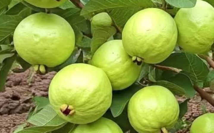 ইফতারে খেতে পারেন স্বাস্থ্যকর ফল পেয়ারা