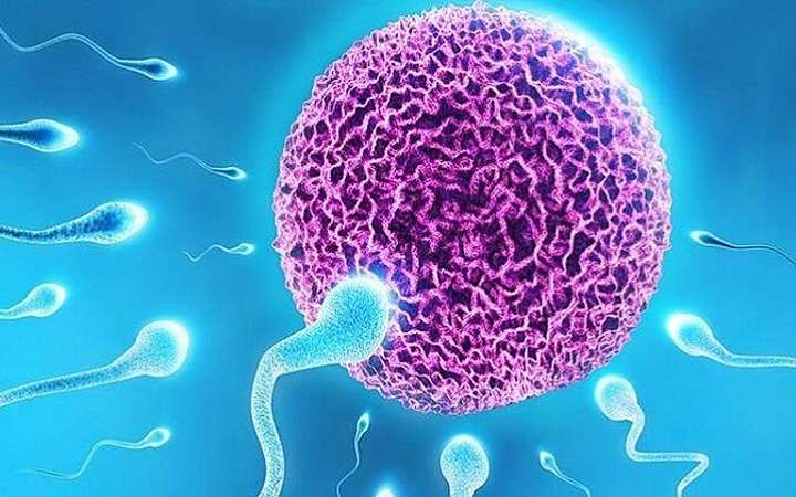 যেসব খাবার খেলে কমতে পারে পুরুষের শুক্রাণু!