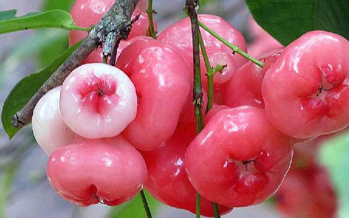 জামরুল খাওয়ার উপকারিতা