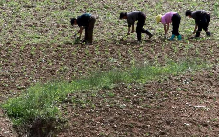 তীব্র খরায় বিপর্যস্ত উত্তর কোরিয়া, খাদ্য সংকটের আশঙ্কা