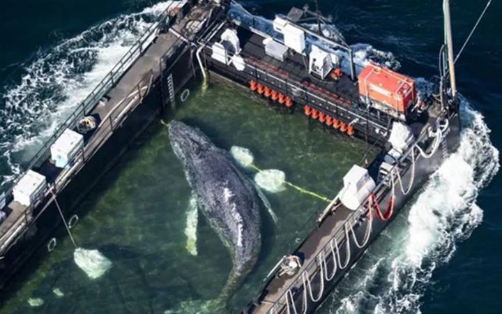 পাঁচ সপ্তাহের চেষ্টায় জার্মান উপকূল থেকে তিমি উদ্ধার, বেঁচে থাকা নিয়ে সংশয়