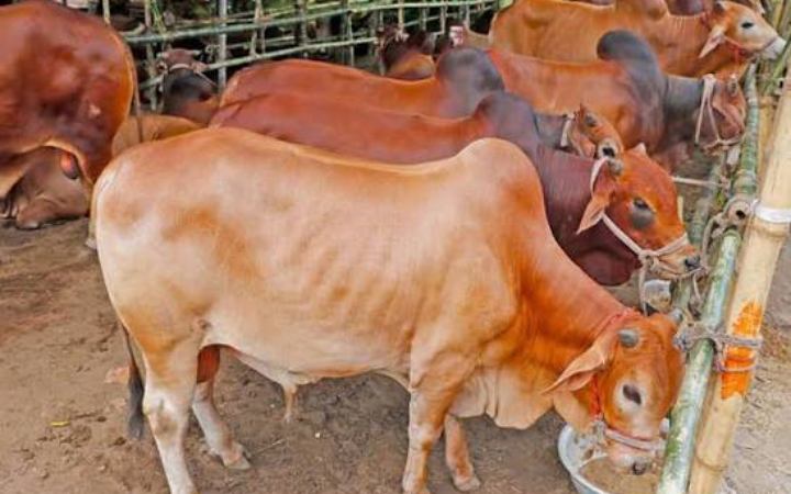 বিজেপি সরকারের নোটিশ জারি পশ্চিমবঙ্গে অনুমতি ছাড়া গরু-মহিষ জবাই করা যাবে না
