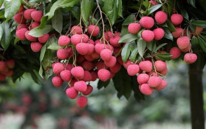 লিচু খাওয়ার আগে কিছু বিষয় জেনে নিন