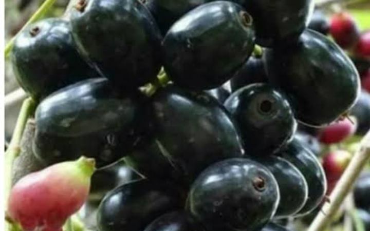 জেনে নিন জাম বেশি খেলে কী হয়