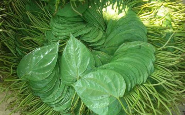 ঋতু পরিবর্তনে সর্দি-কাশি, হজমের সমস্যা সমাধানে পানপাতার উপকারিতা