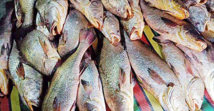 ১৫৯ কালো পোপা বিক্রি হলো সাড়ে ৩০ লাখে