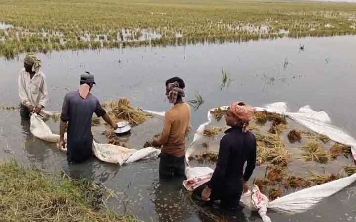 সুনামগঞ্জের জগন্নাথপুরের হাওড়ে পাকা ধান পানির তলে