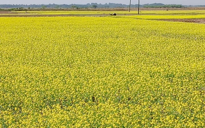 সৌন্দর্য বিলাচ্ছে মাঠ ভরা হলুদ সরিষা; যশোরে চাষ বাড়াতে ২৬ হাজার কৃষককে প্রণোদনা