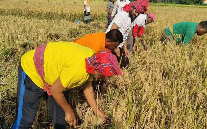 কৃষকের ধান কেটে বাড়ি তুলে দিলেন এমপি