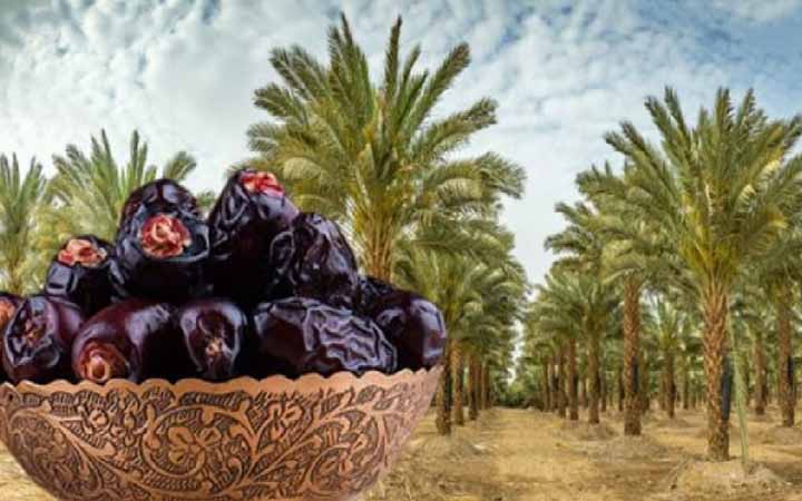 ইসলামে ‘আজওয়া’ খেজুরের গুরুত্বের কারণ