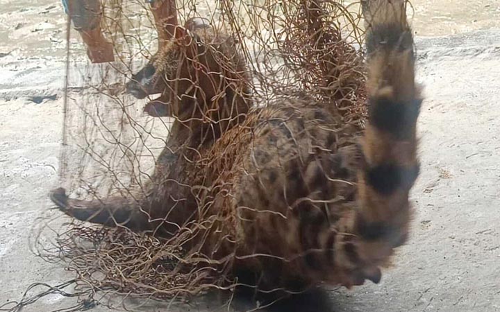 নাটোরে গন্ধগোকুল উদ্ধার, প্রাকৃতিক পরিবেশে অবমুক্ত