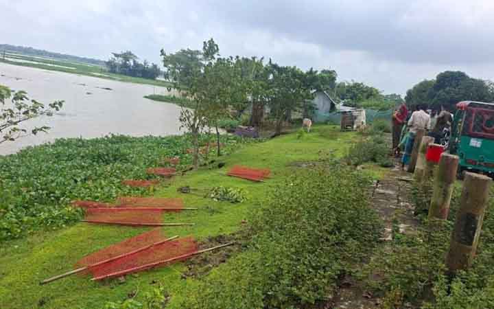 ডেপুটি স্পিকারের লাগানো ৩৫টি গাছের চারা উপড়ে ফেলল দুর্বৃত্তরা