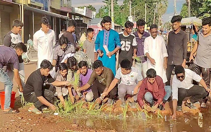 গায়েবানা জানাজার পর এবার সেই সড়কে ধানের চারা রোপণ