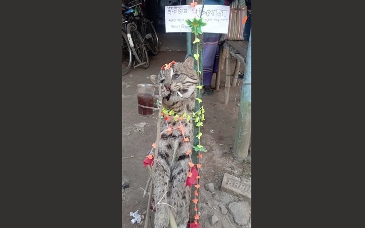 কালীগঞ্জে মেছো বিড়াল হত্যায় গ্রেফতার ২